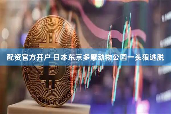 配资官方开户 日本东京多摩动物公园一头狼逃脱